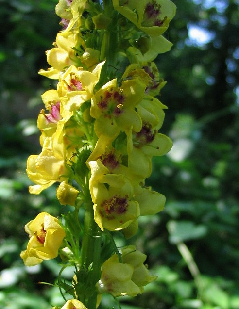 Verbascum chaixii ??